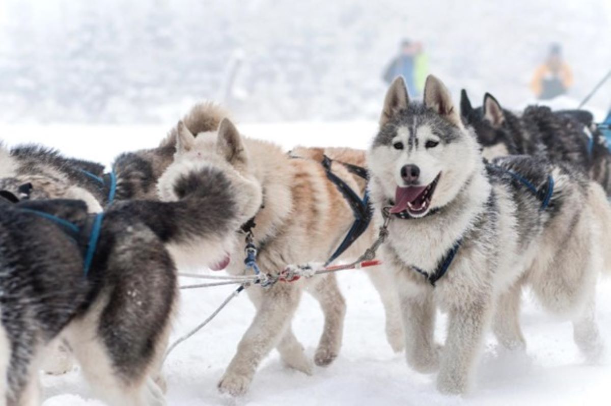 MUSHING IN ANDORRA