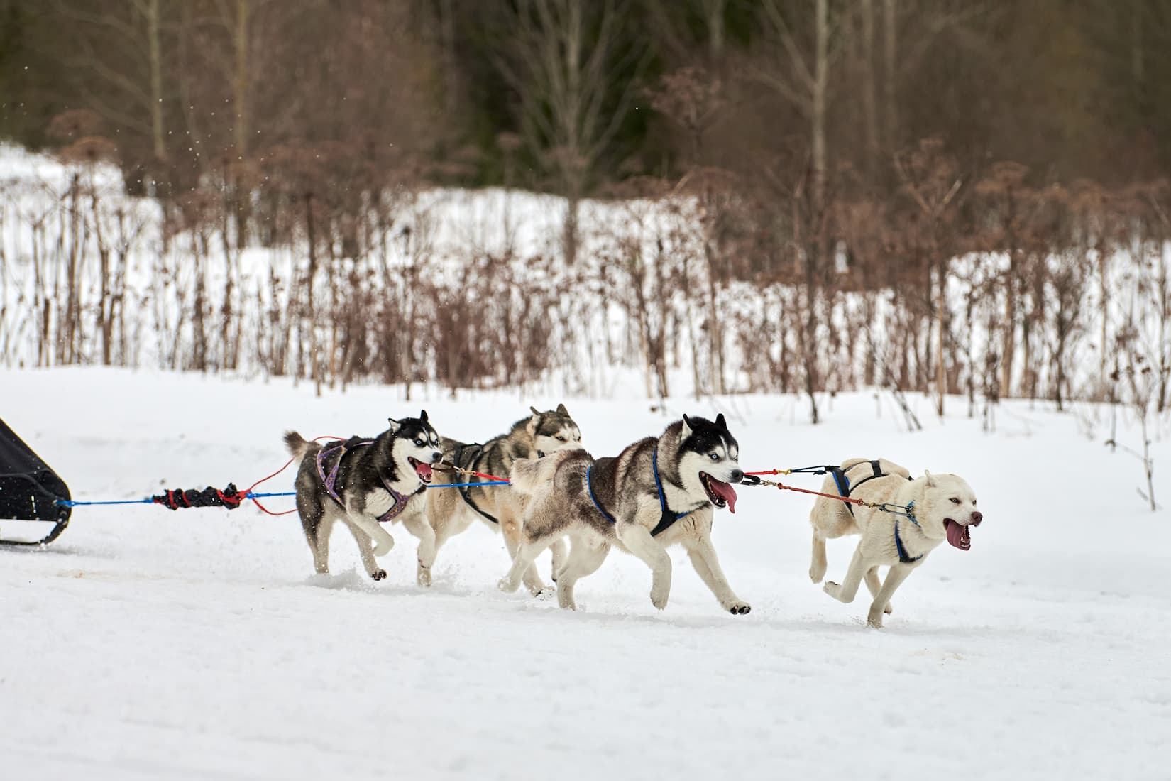 Winter Sports to Enjoy in Andorra from the Sport Hotel Hermitage & Spa Winter Sports to Enjoy in Andorra from the Sport Hotel Hermitage & Spa
